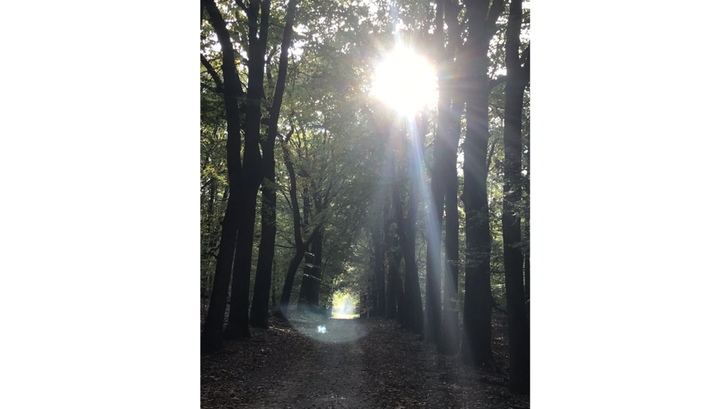 Zonnepark (bos)