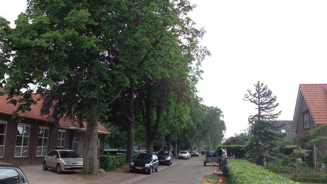 kastanjebomen IJzevoorde kastanjebomen IJzevoorde
